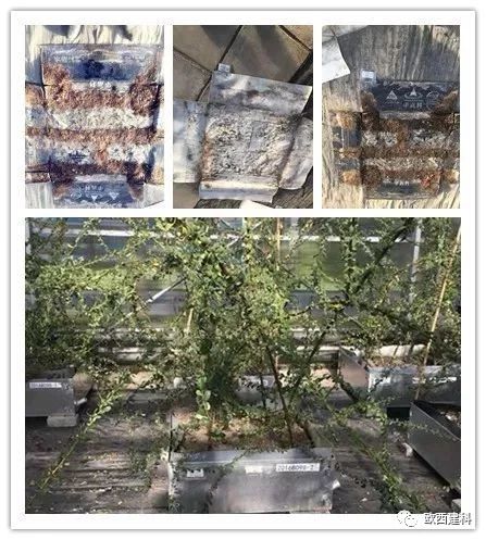 【喜大普奔】歐西建科耐根穿刺防水卷材順利通過(guò)北京園林所檢測(cè)！